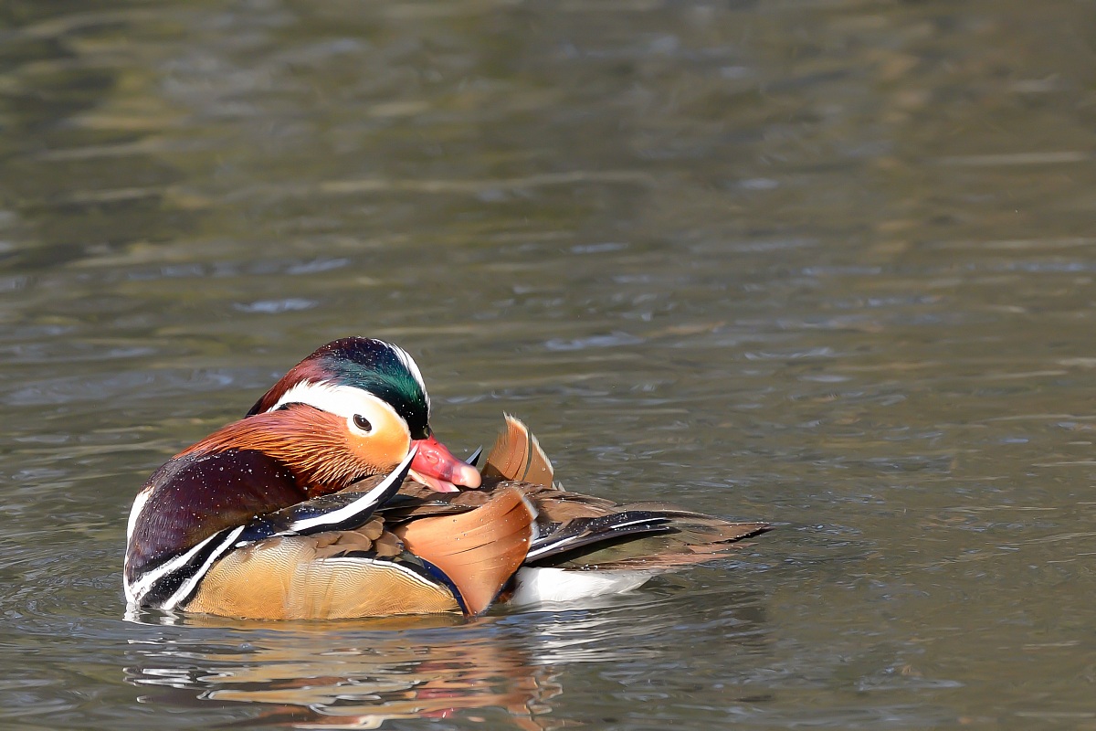 Mandarin Duck 2