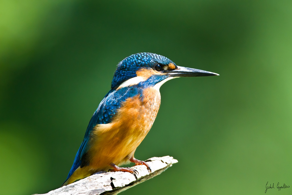 Martin pescatore (alcedo atthis)