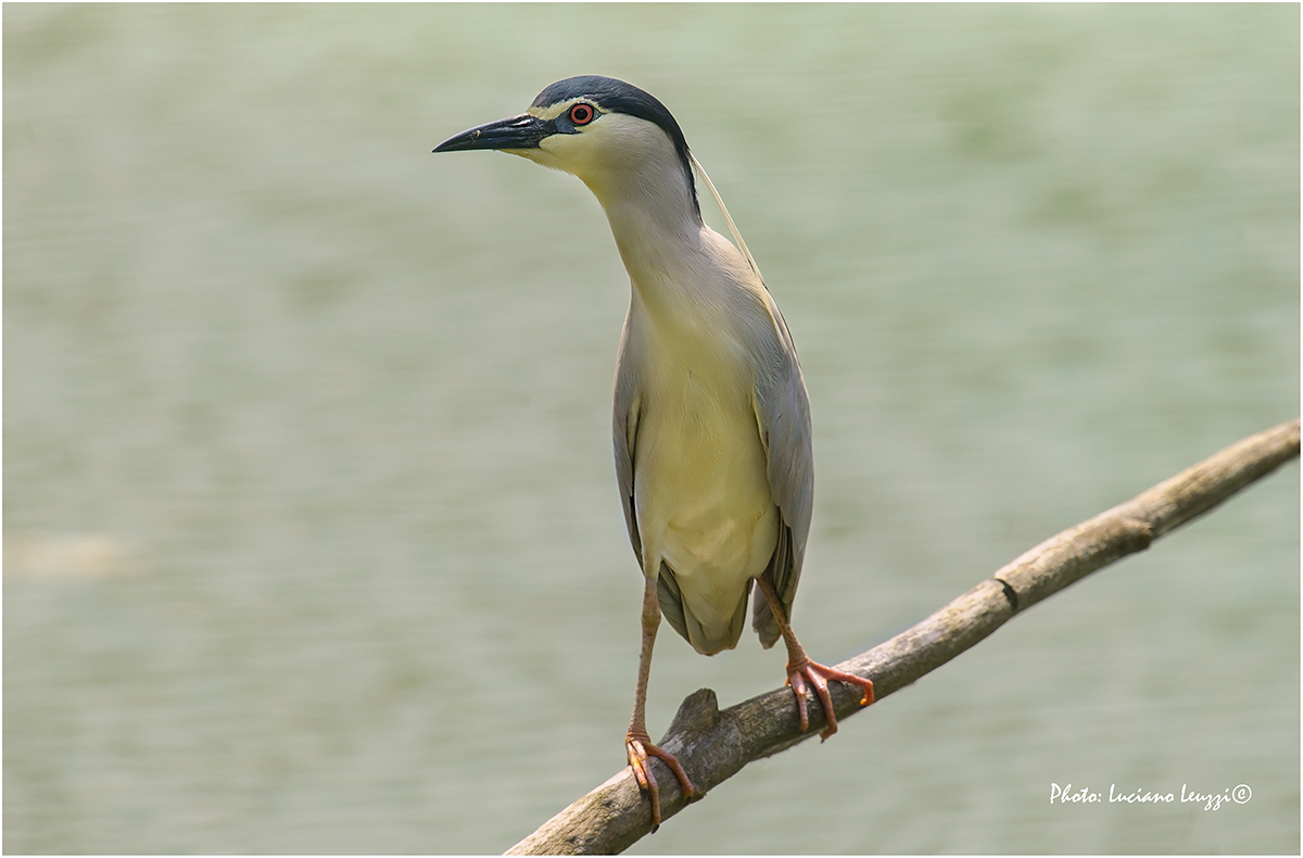 Nitticora - ritratto