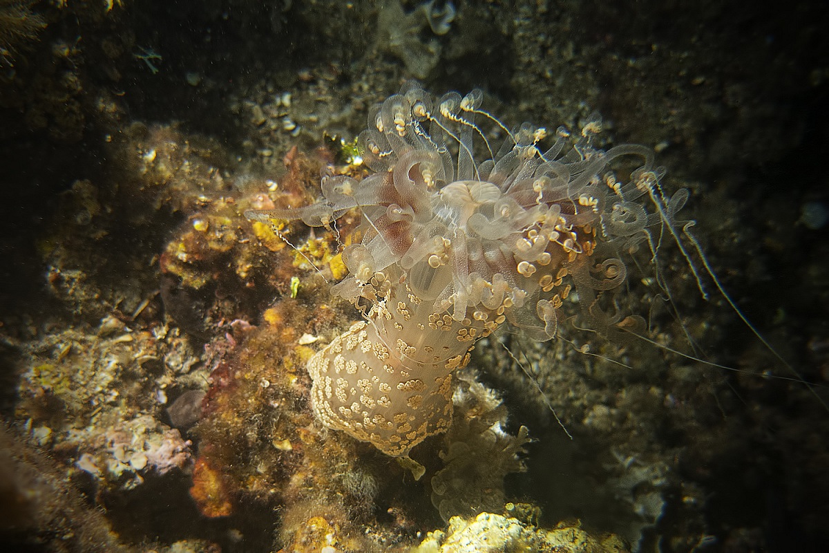 Alicia Mirabilis - Finale Ligure