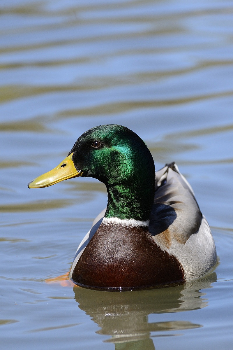 Mallard