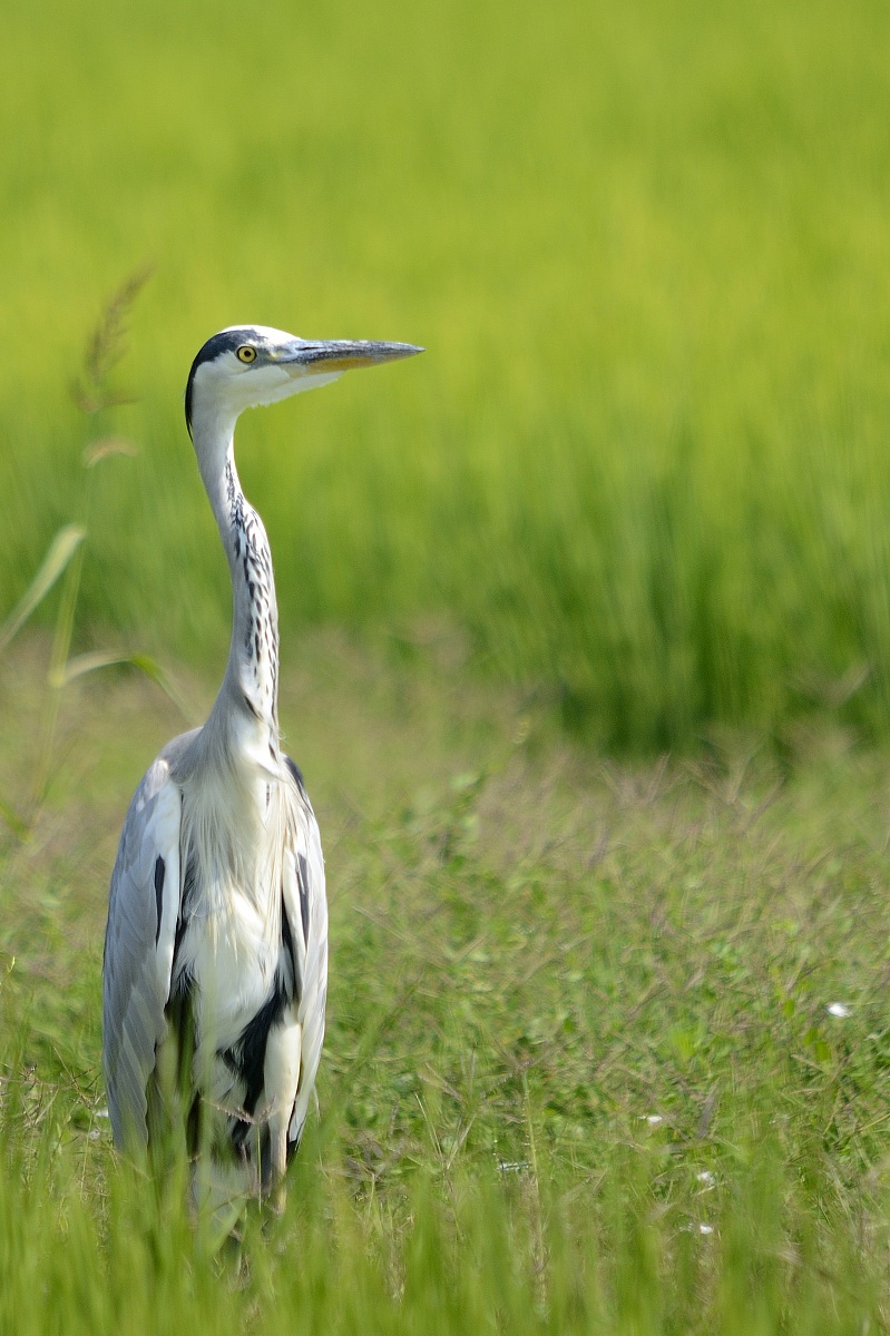 Grey Heron