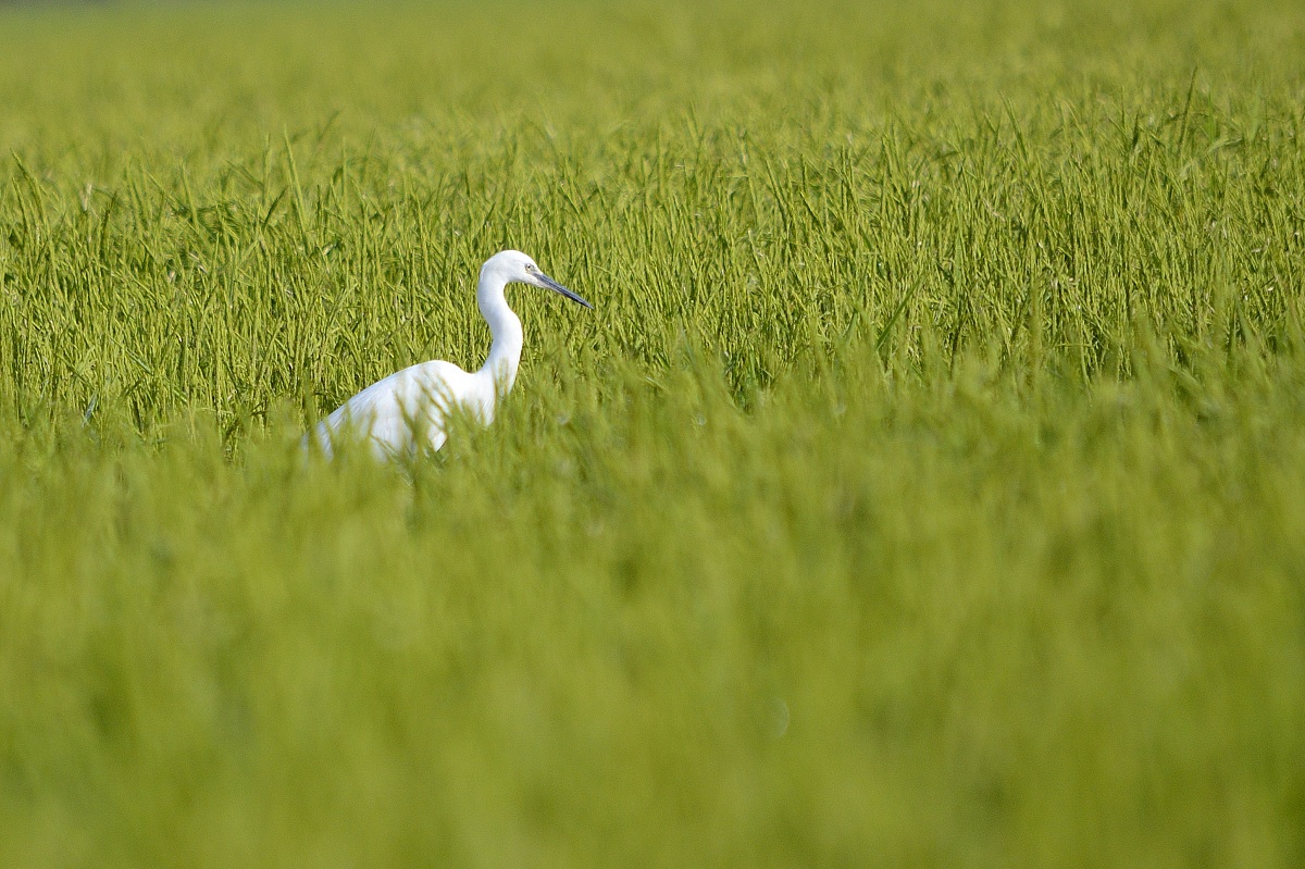 White Heron