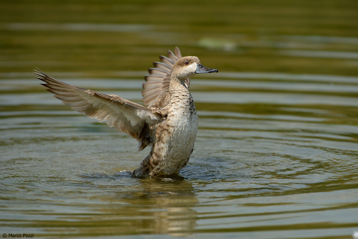 La bella anatroccola