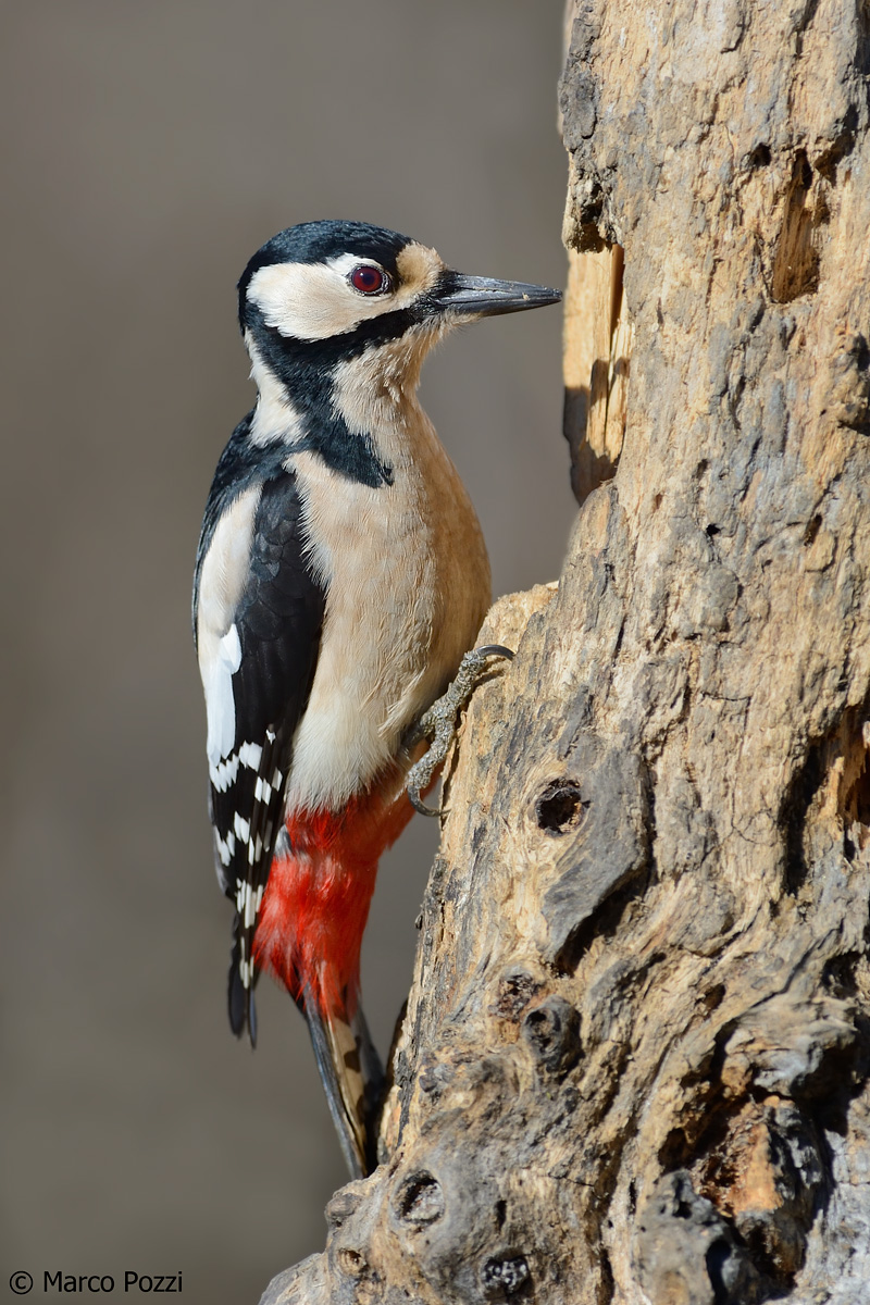 Great Spotted Woodpecker