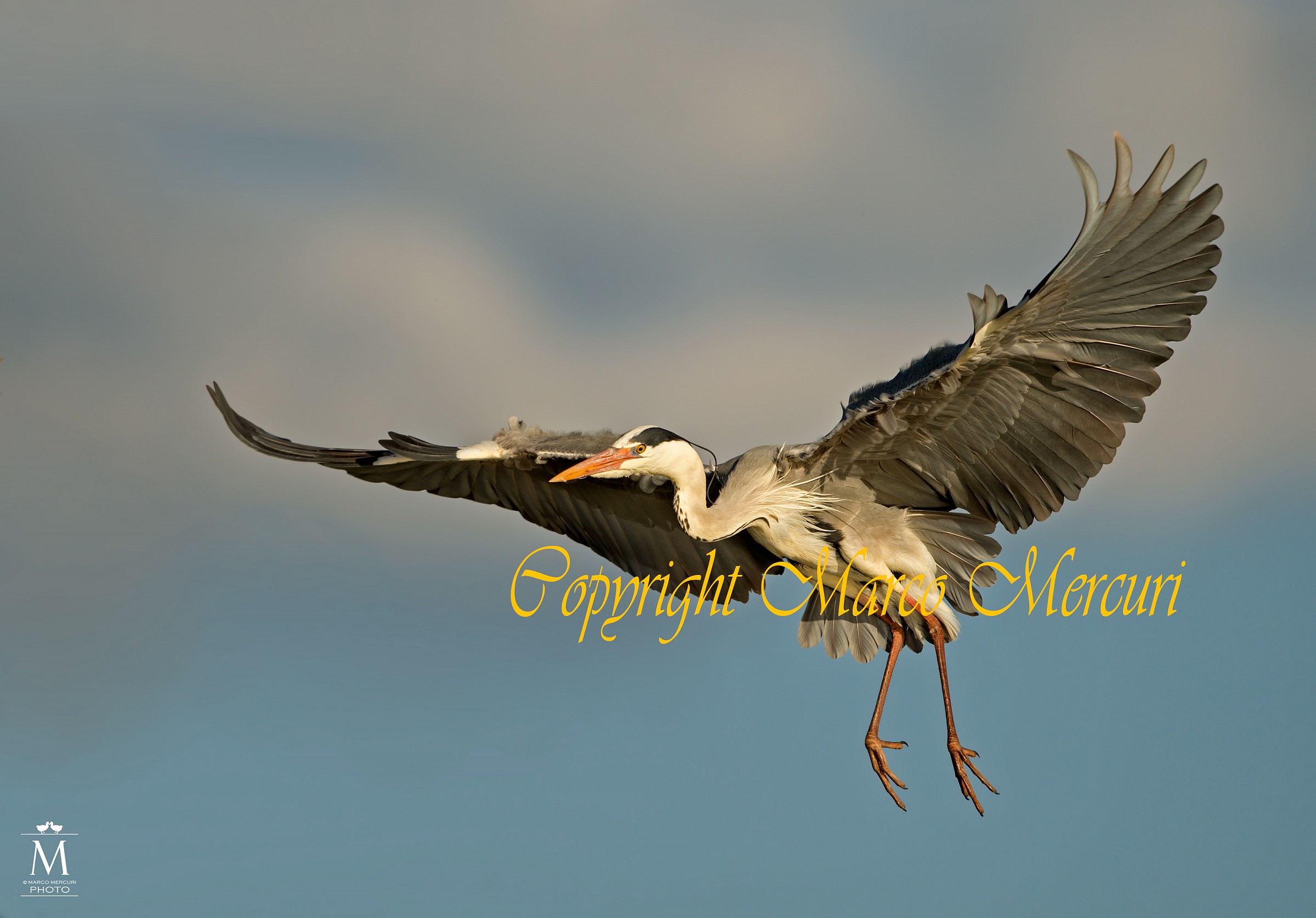 Il Volo del Cenerino