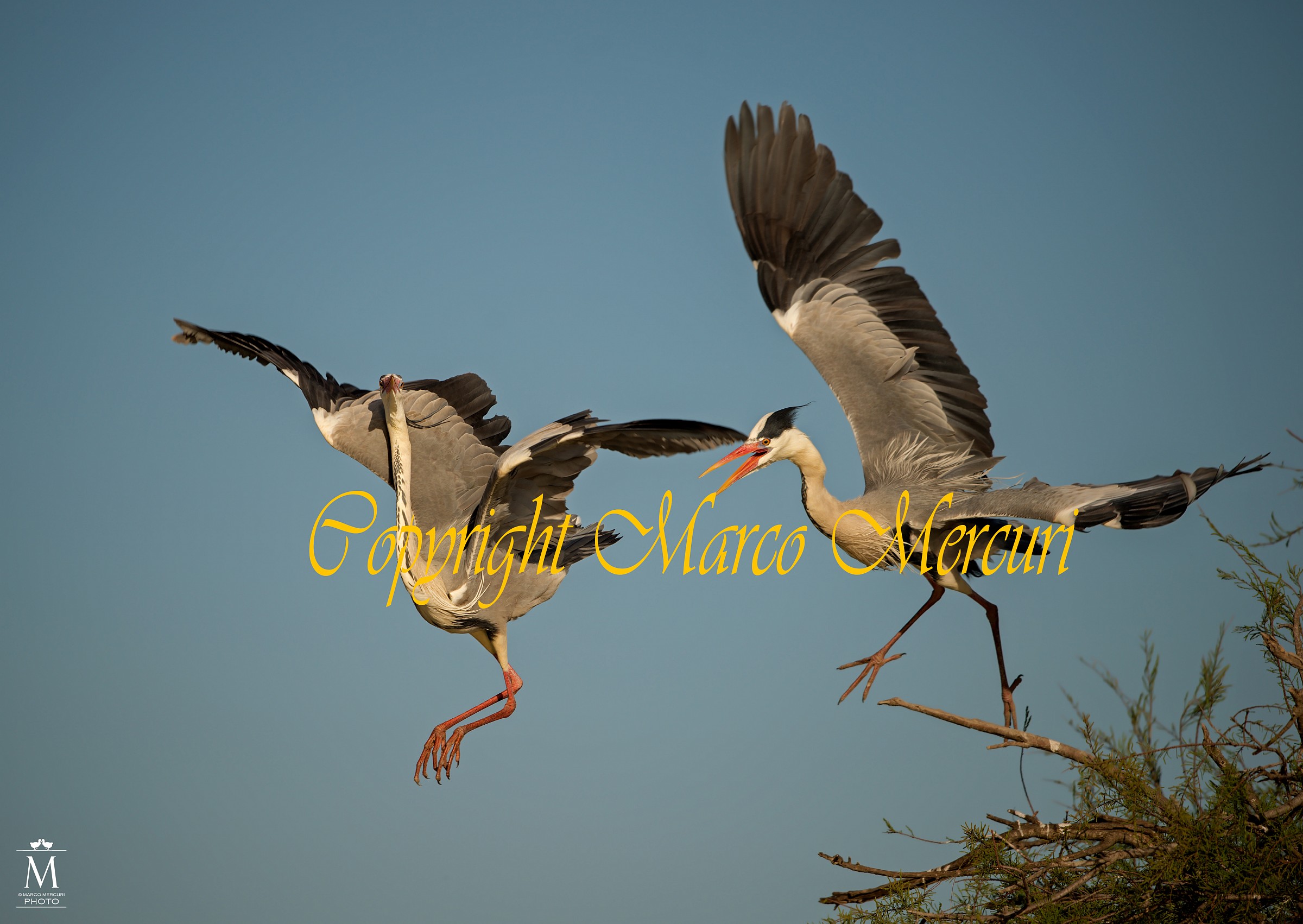 Il Duello Aereo dei Due Cenerini