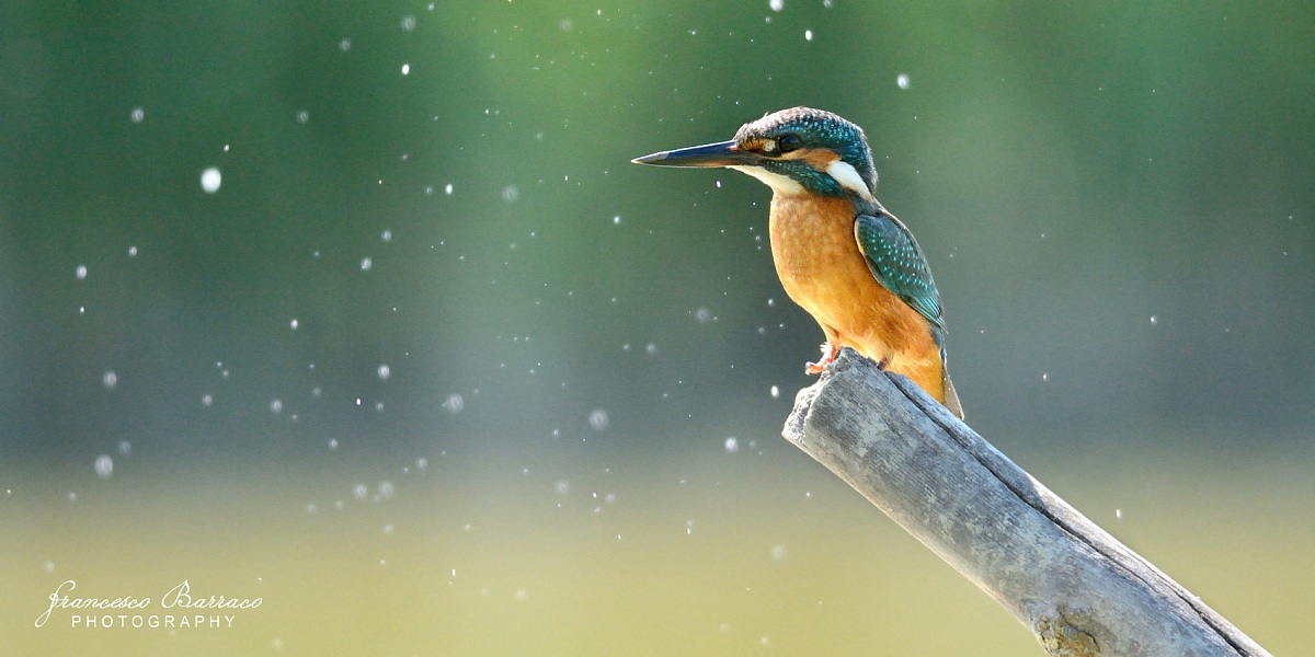 Kingfisher