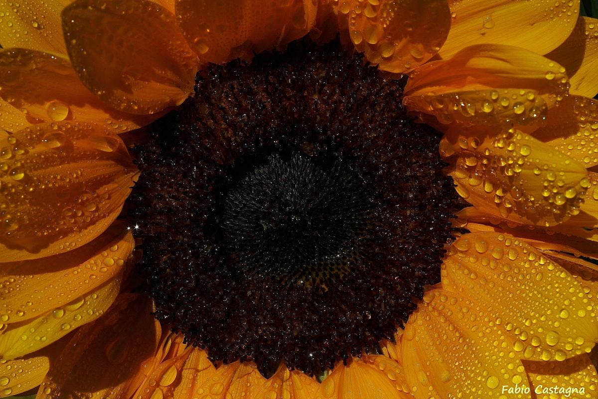 Girasole