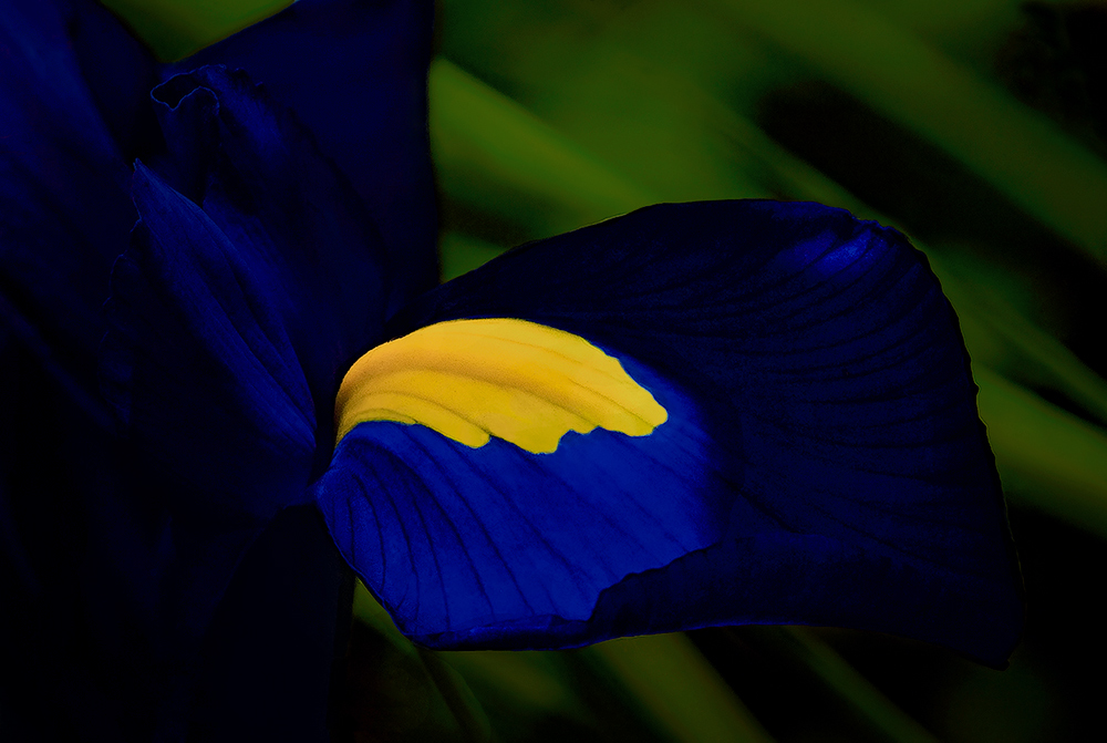 Luci e ombre sull'iris