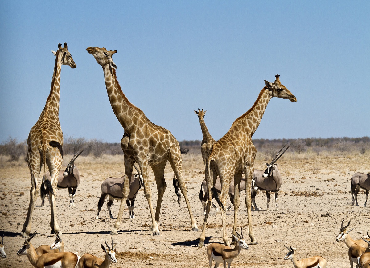 Oggi si recita a soggetto