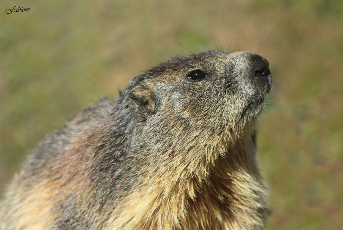 Marmot (Marmota marmota)