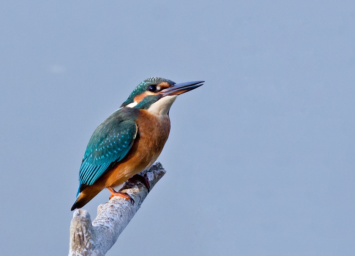 Kingfisher