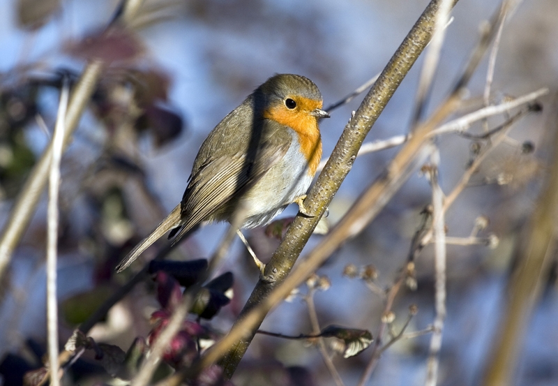 Pettirosso (Diga Quarantia)