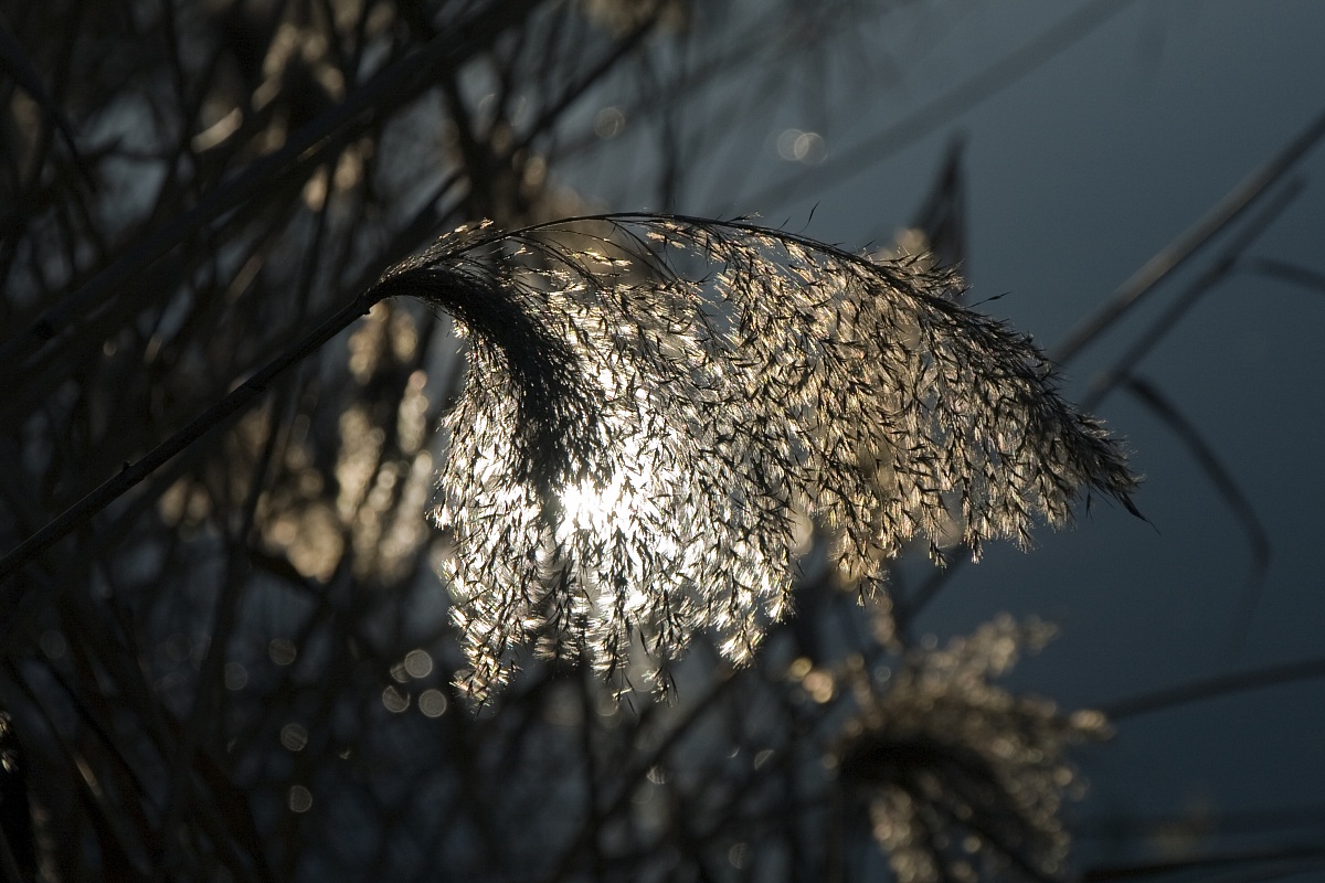 Controluce in Quarantia