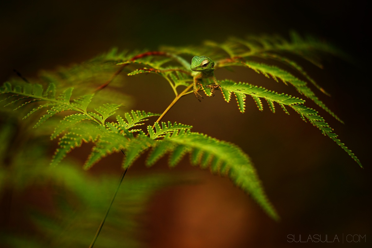 Verde Crested Lizard | Borneo