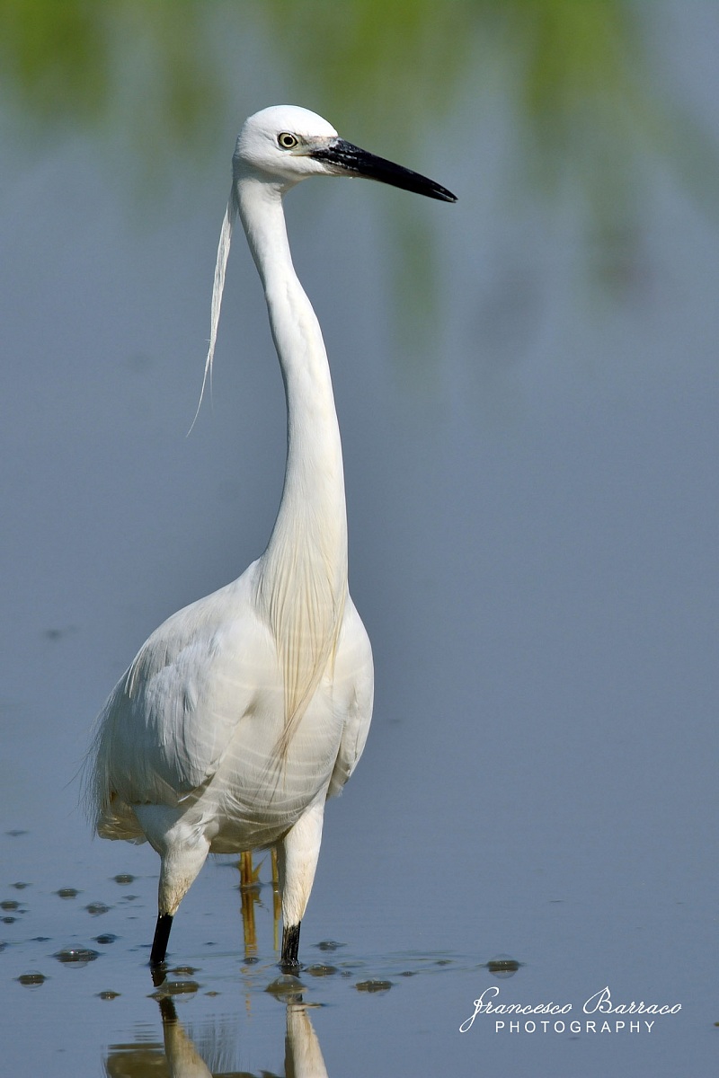 Egret