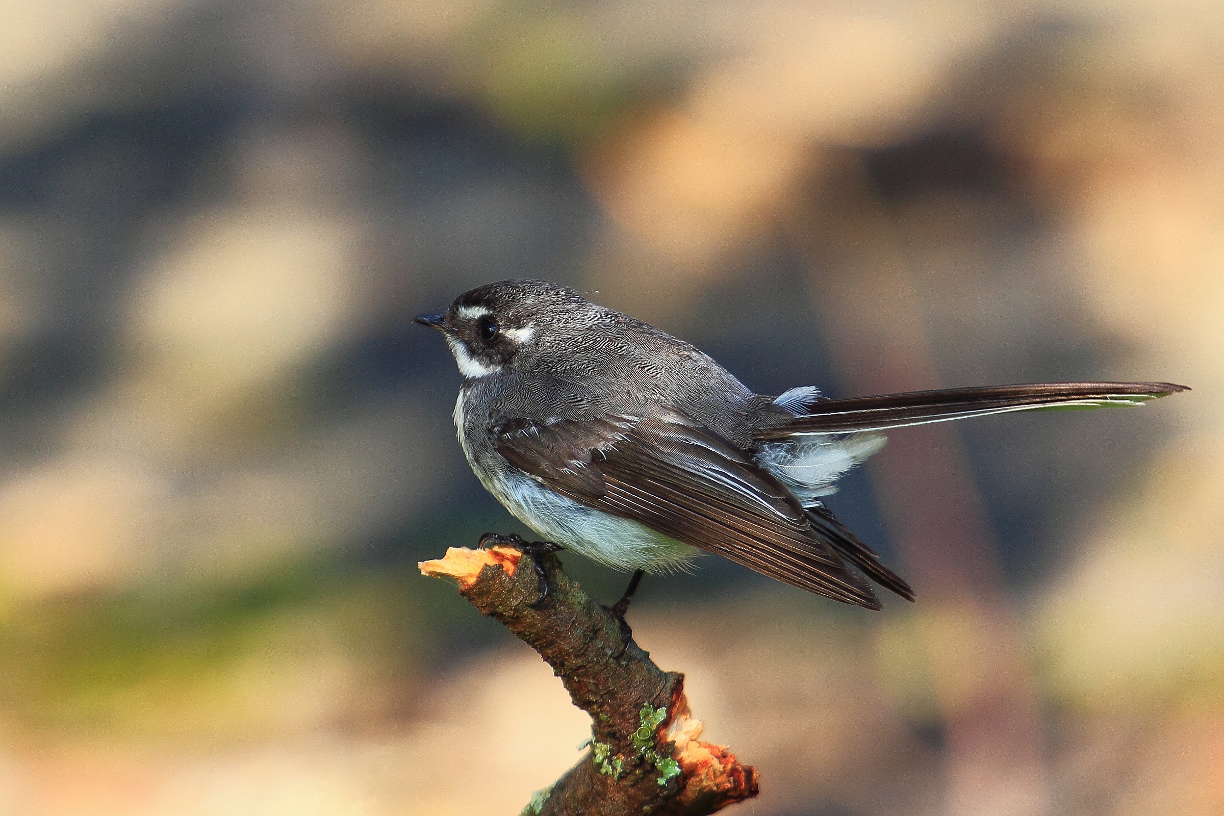 Grey Fantail.