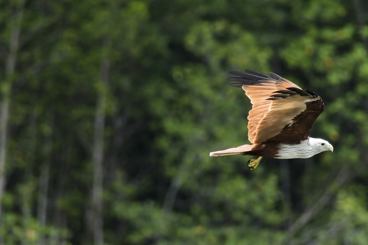Aquila in Langkawi