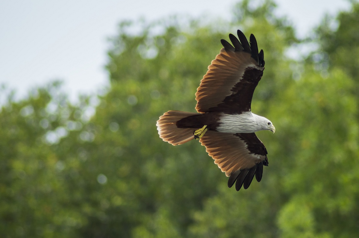 Aquila nel Langkawi 2