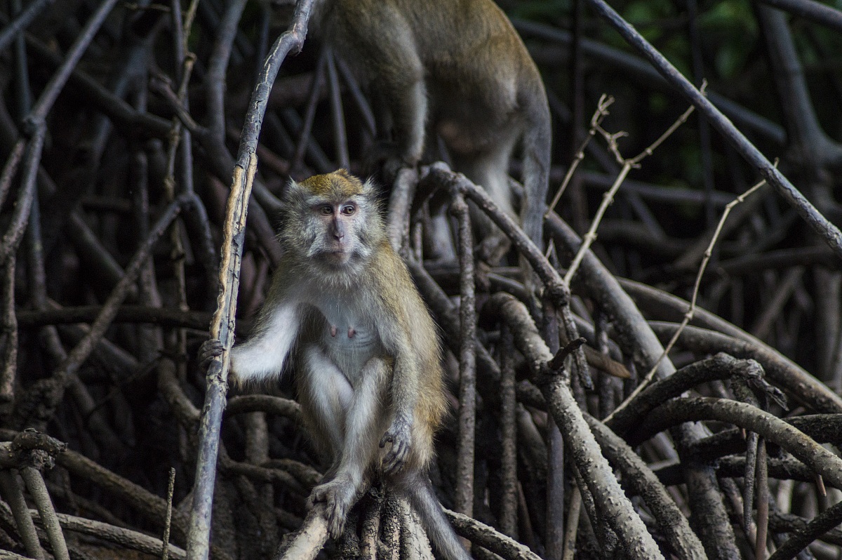 Macaco su mangrovie