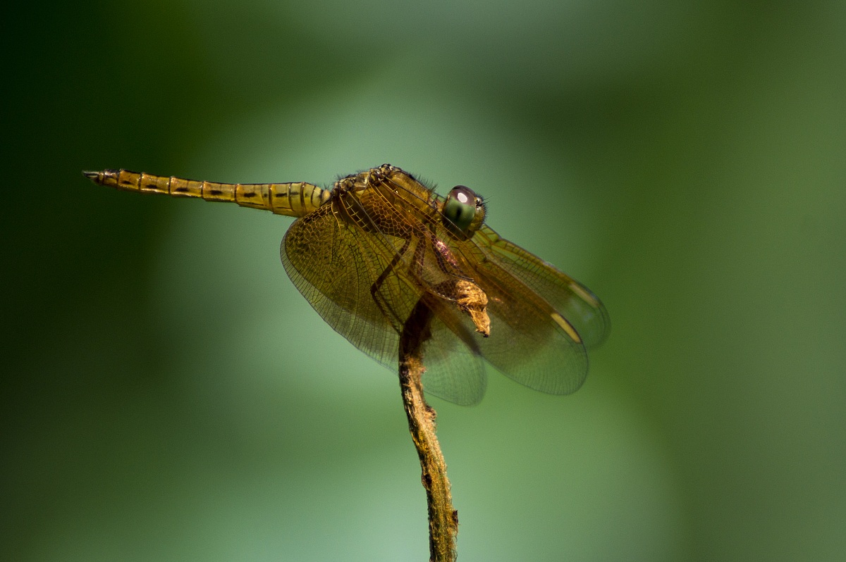 Libellula malese