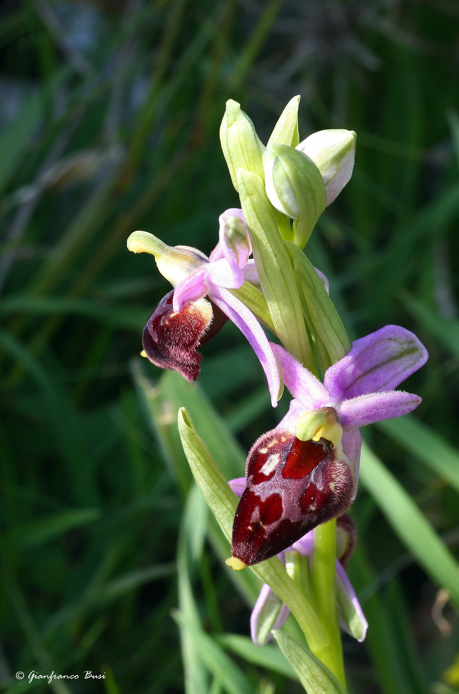 ophrys argolica ssp biscutella