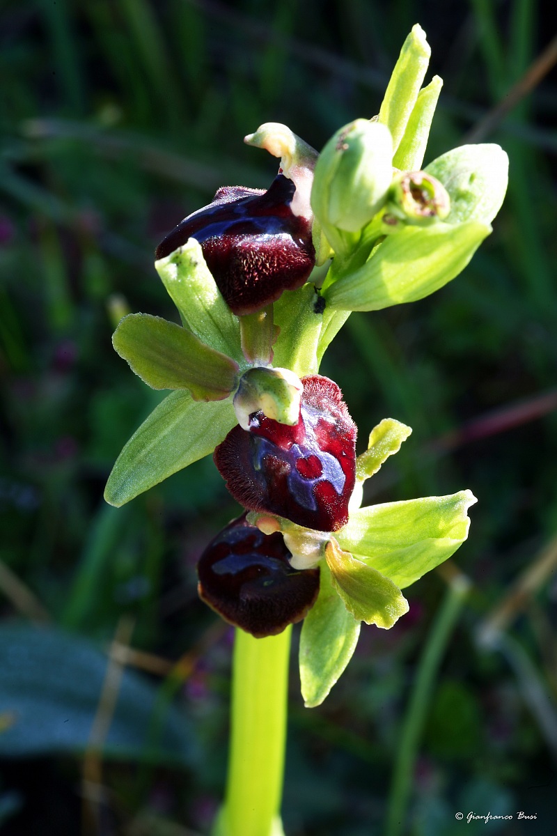 ophrys passionis