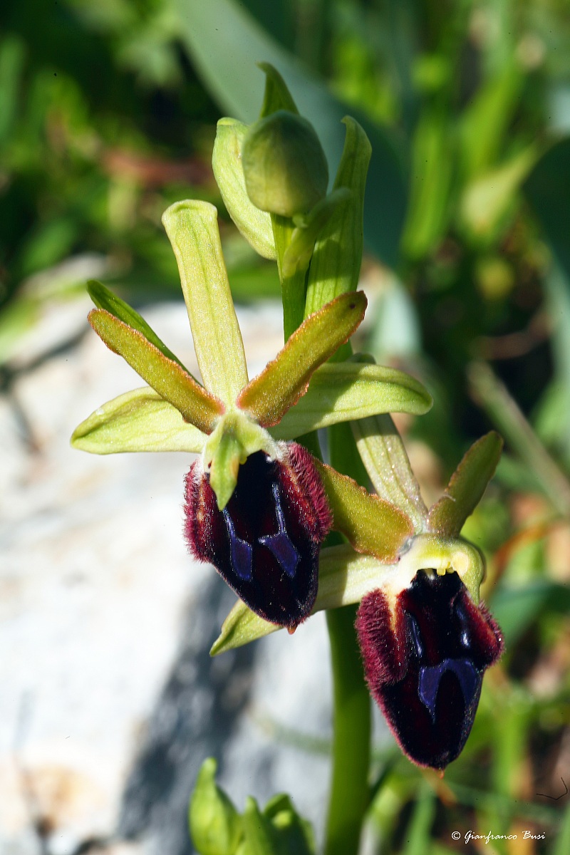 ophrys promontorii