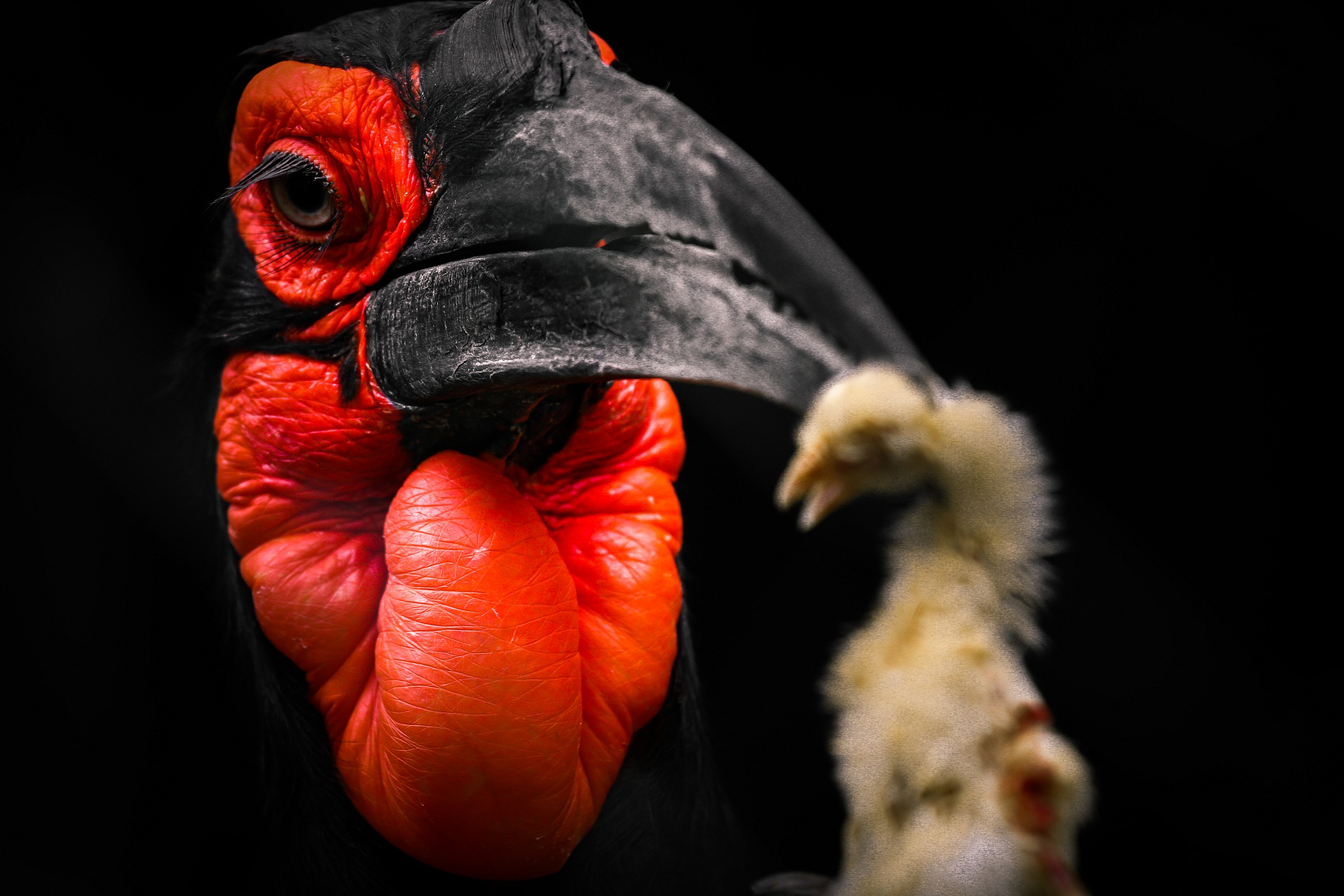 Africano Bucero sotterraneo