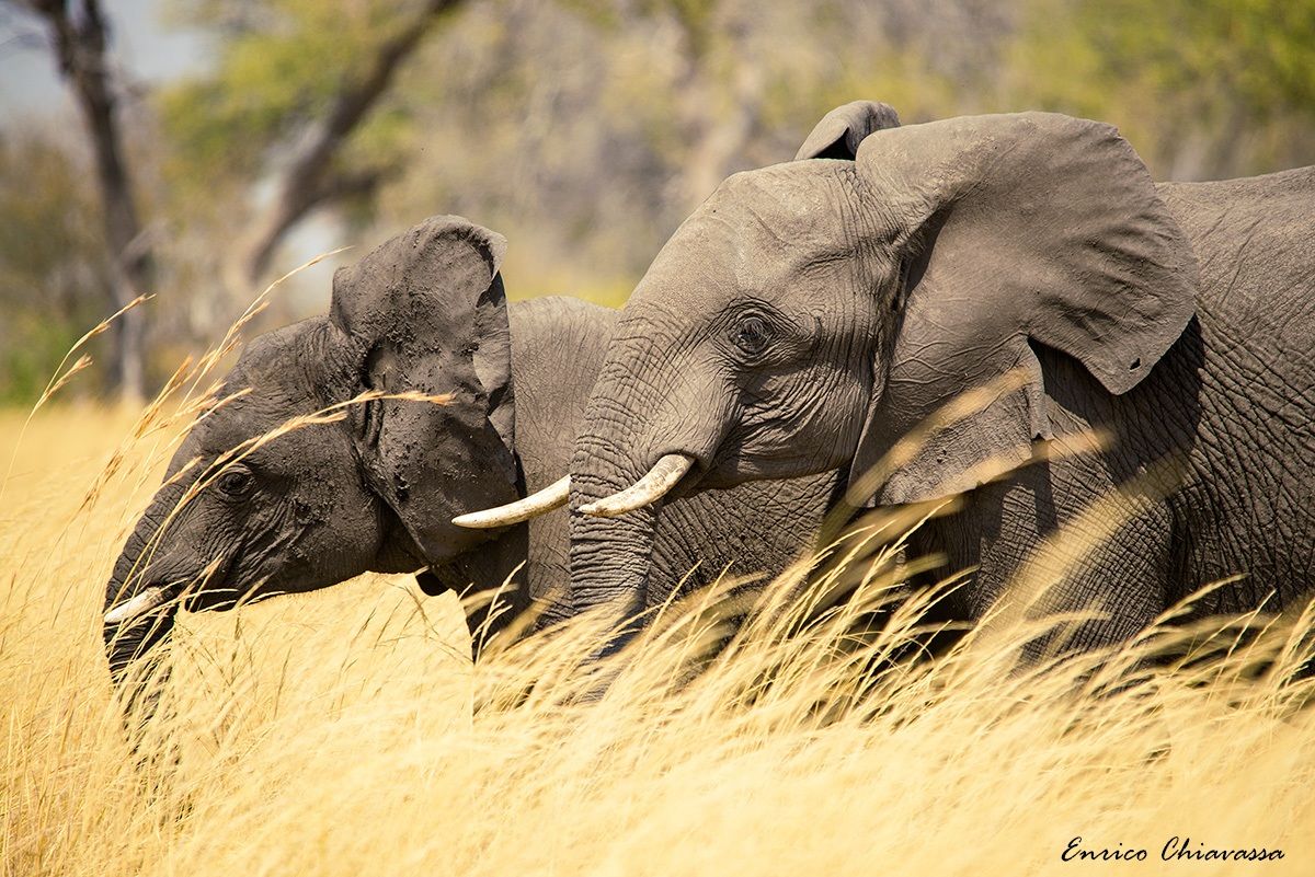 Elefanti nell'erba alta