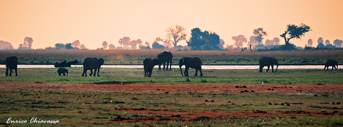 Chobe: elefanti in ricreazione serale