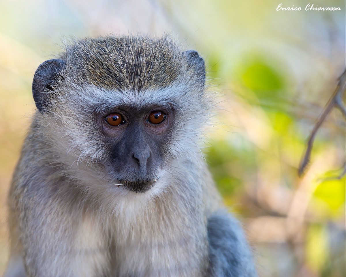 Cercopithecus pygerythrus (Vervet Monkey)