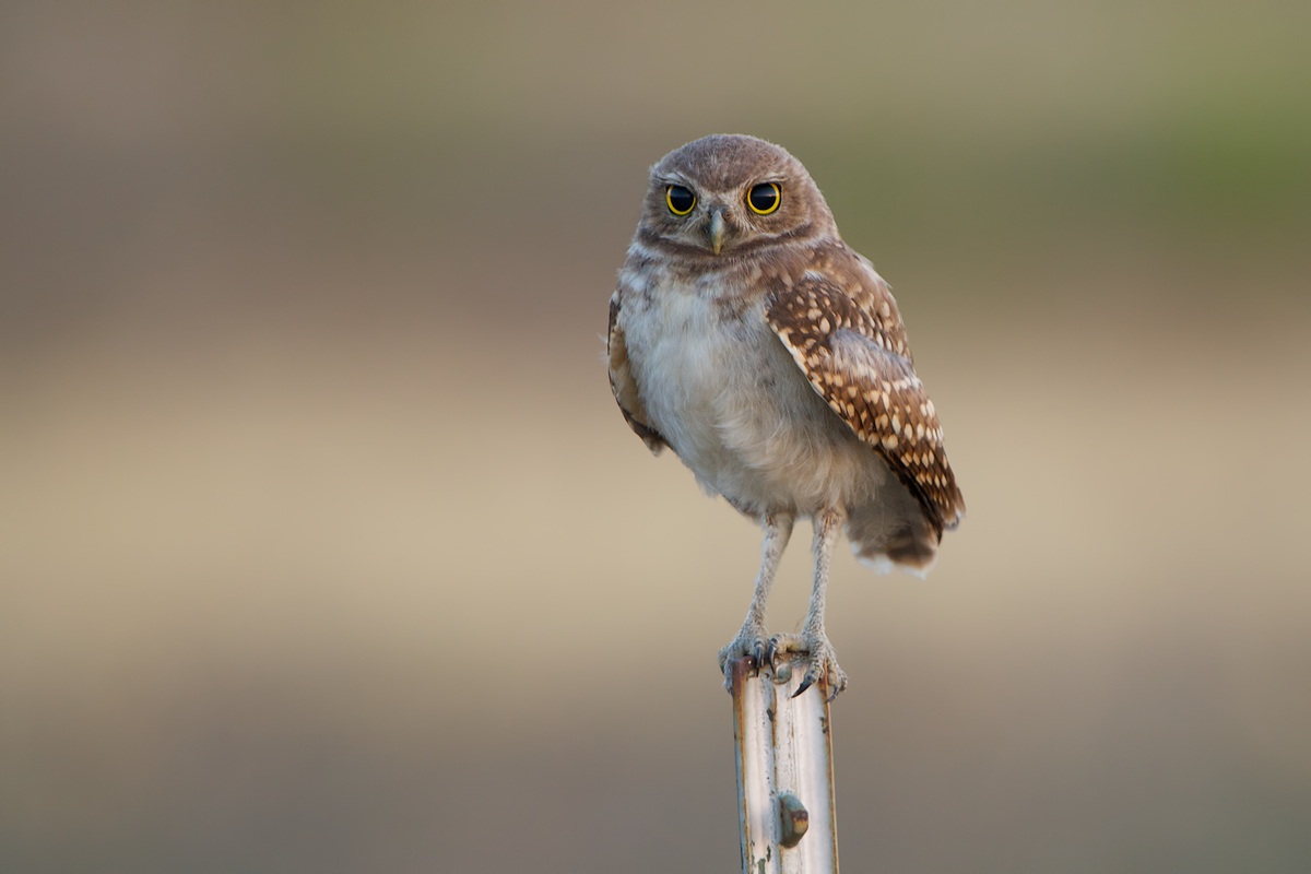 Civetta delle tane nella luce del mattino