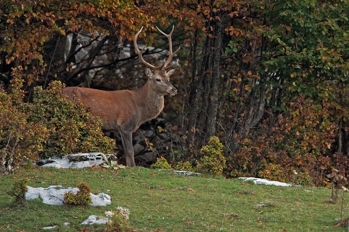 Cervo maschio