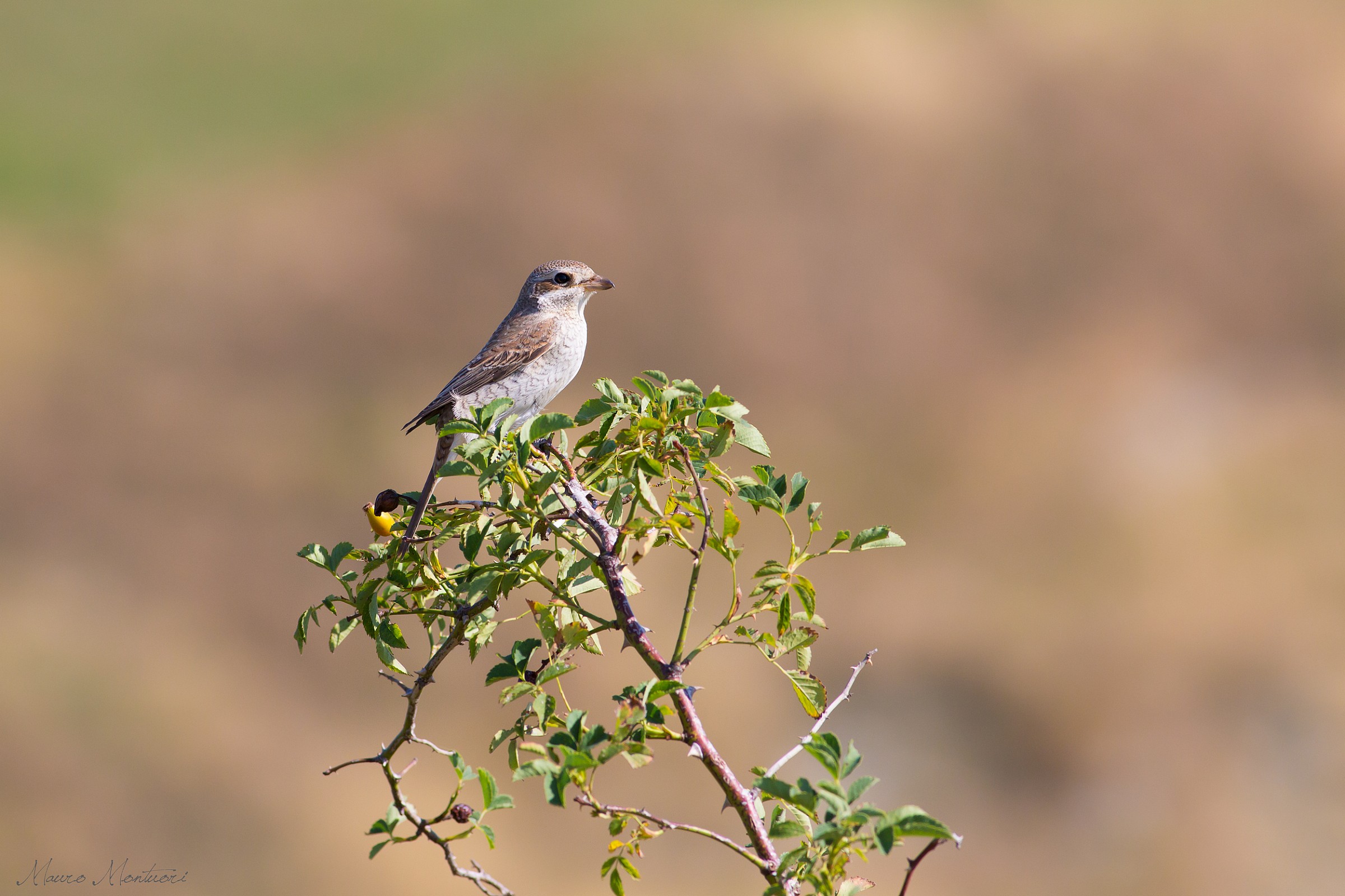 Lesser Grey Shrike