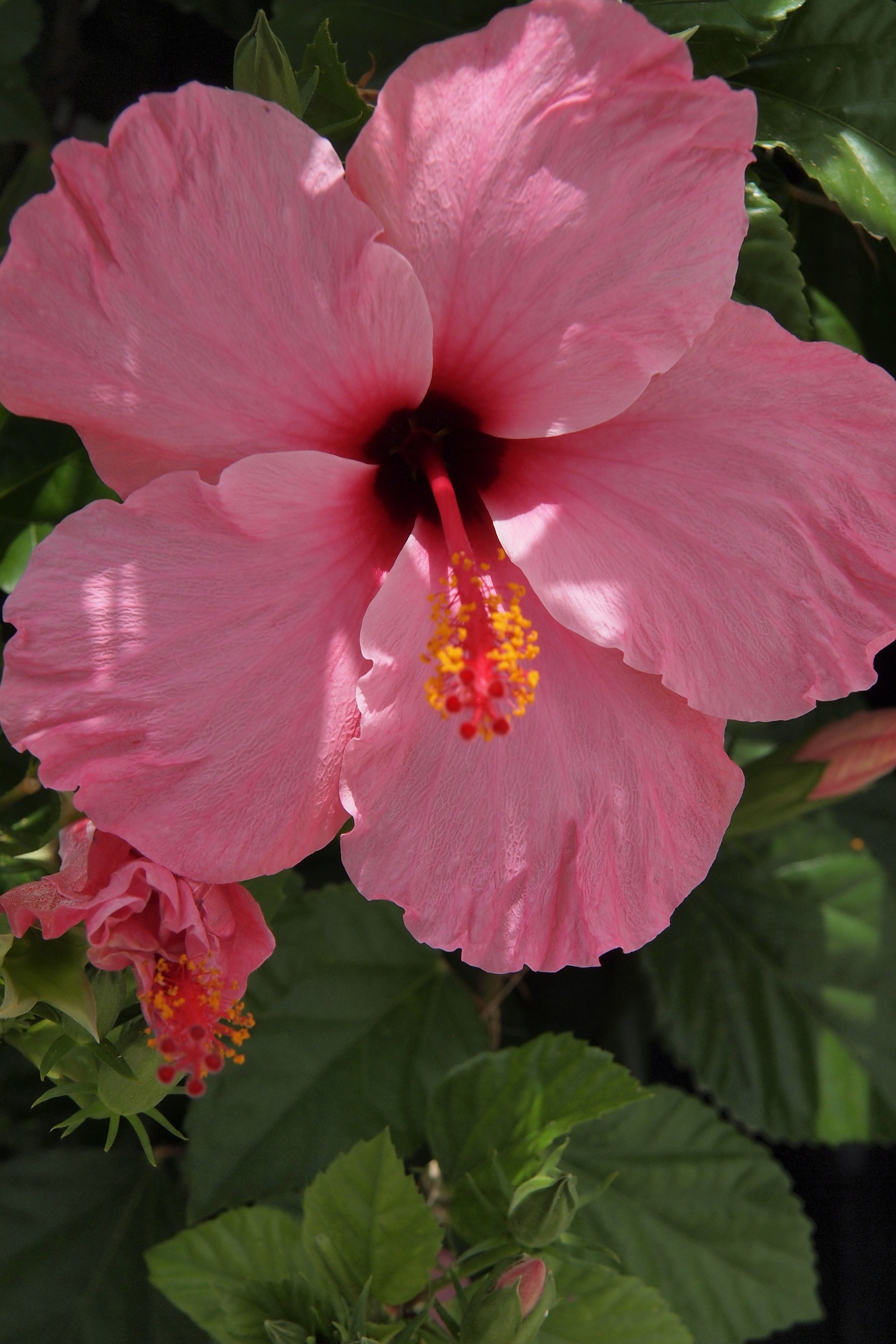 Pink hibiscus