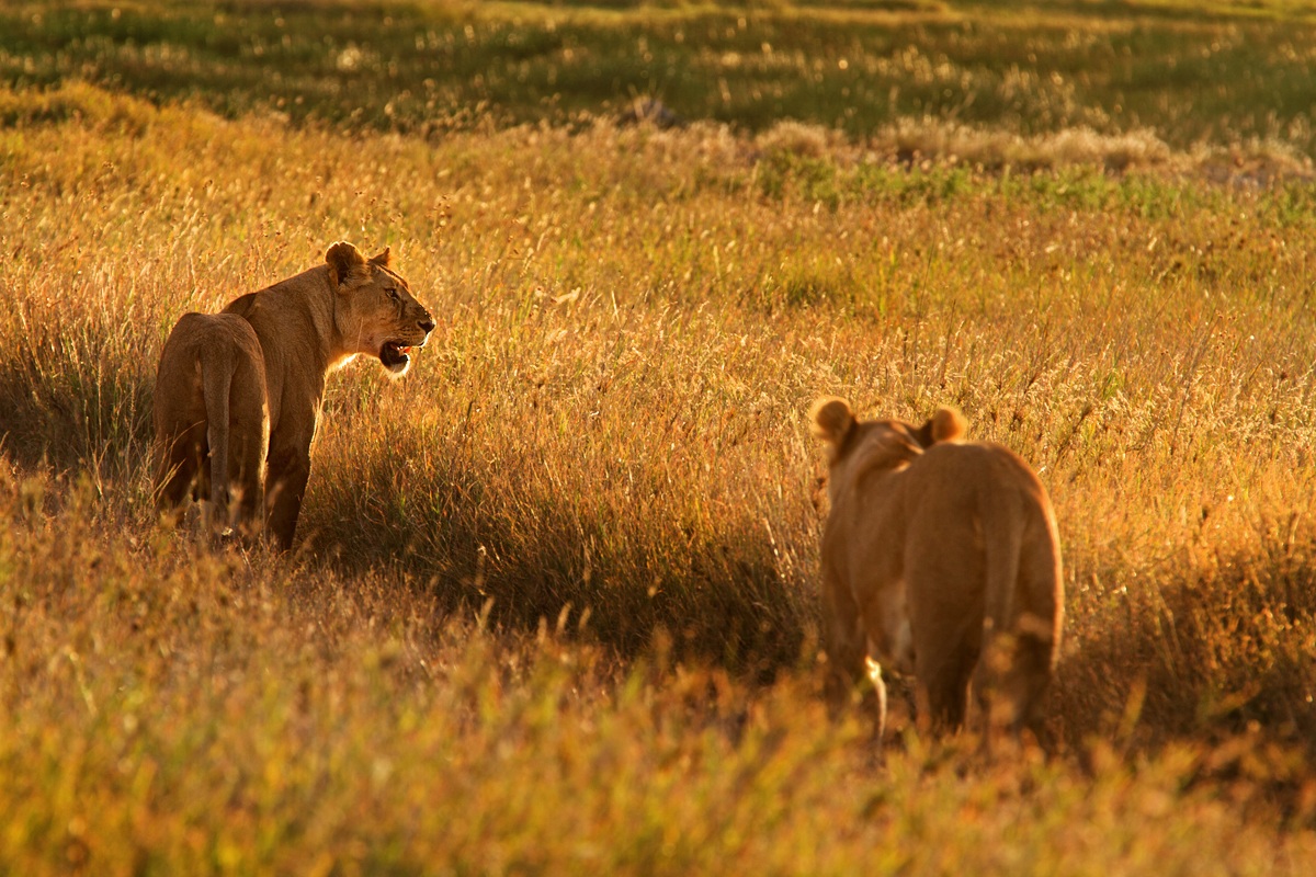 Hurry! It 'time for dinner ...