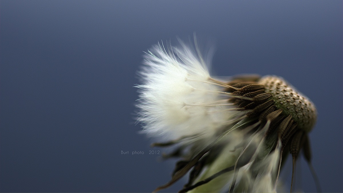 Esprimere un desiderio e poi....