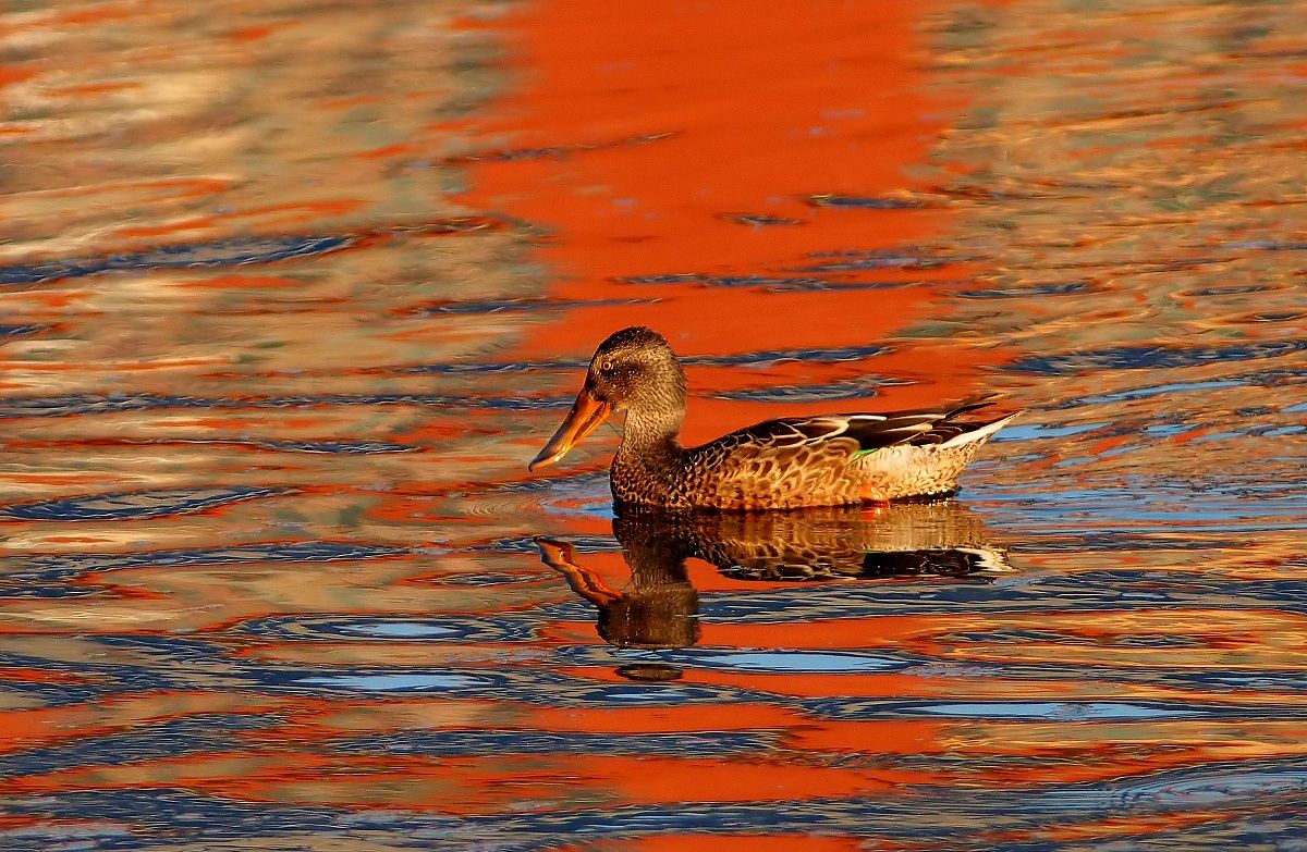 Shoveler