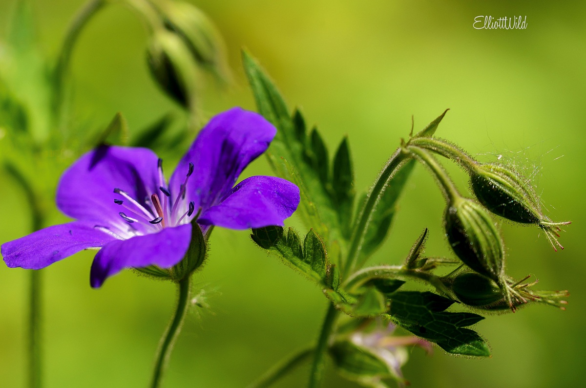 wild geranium