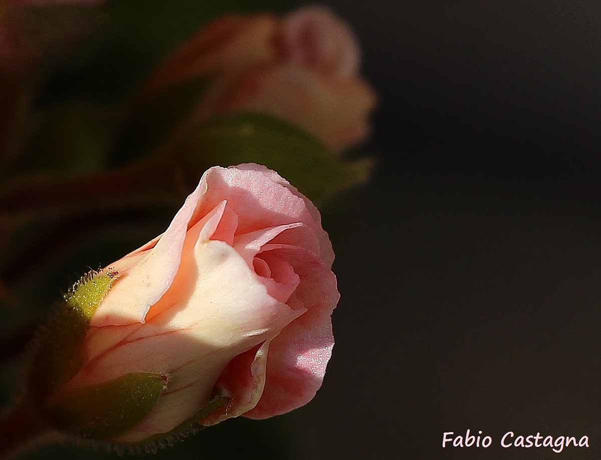 I would like to be a rose!