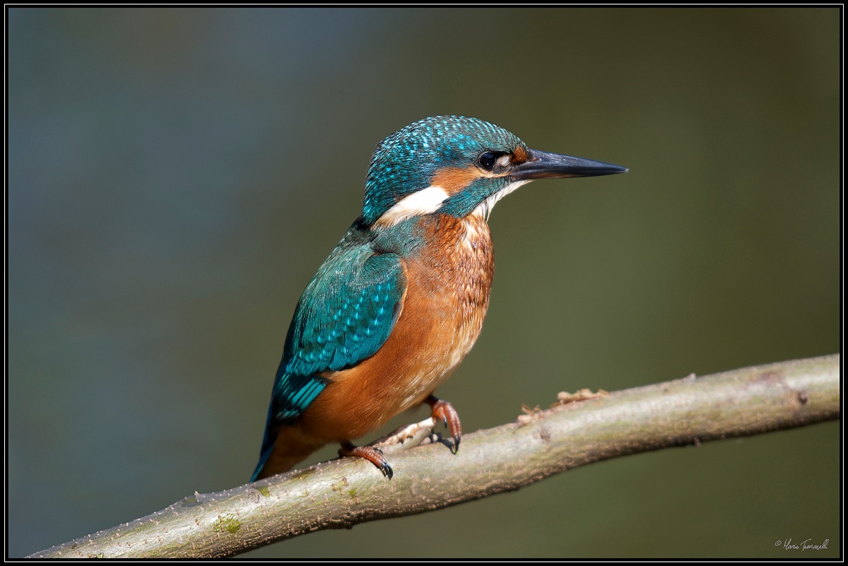 Kingfisher