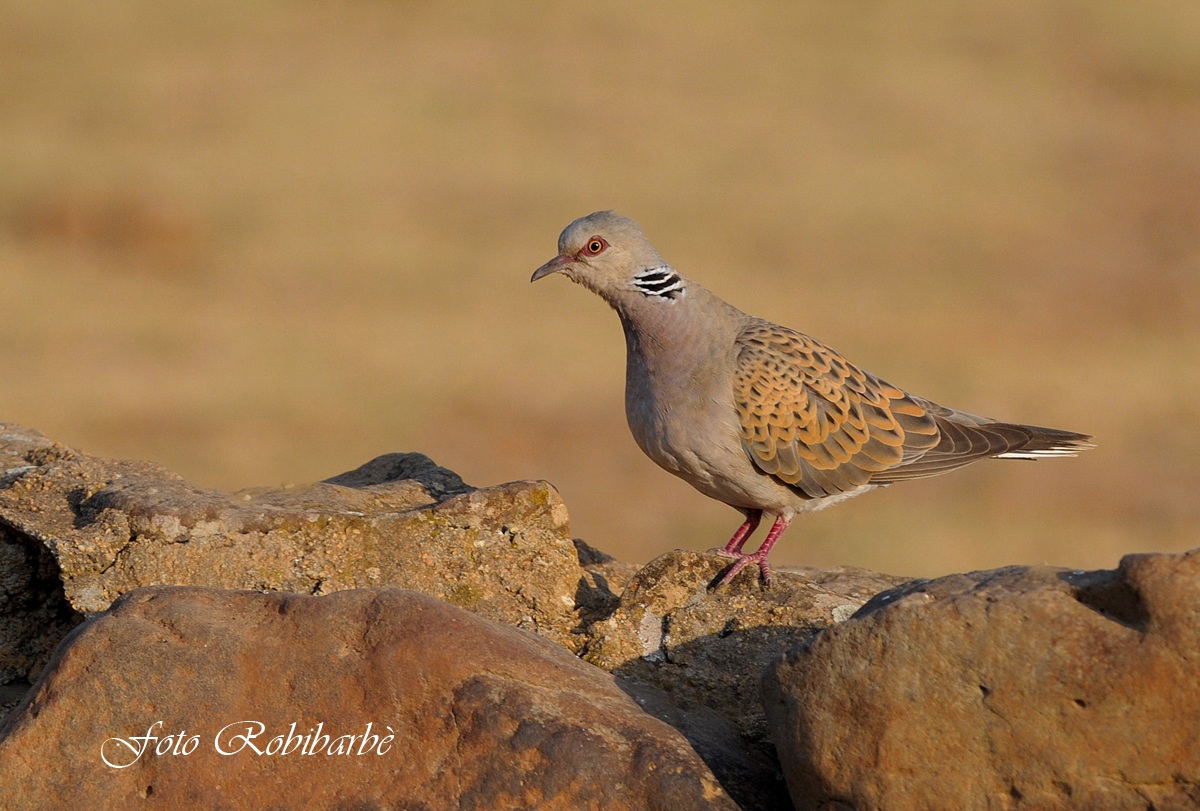Tortora... (streptopelia turtur) ... ( giovane )