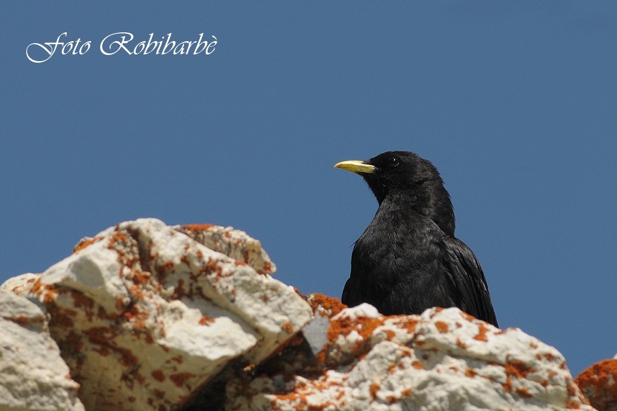 Gracchio alpino ......