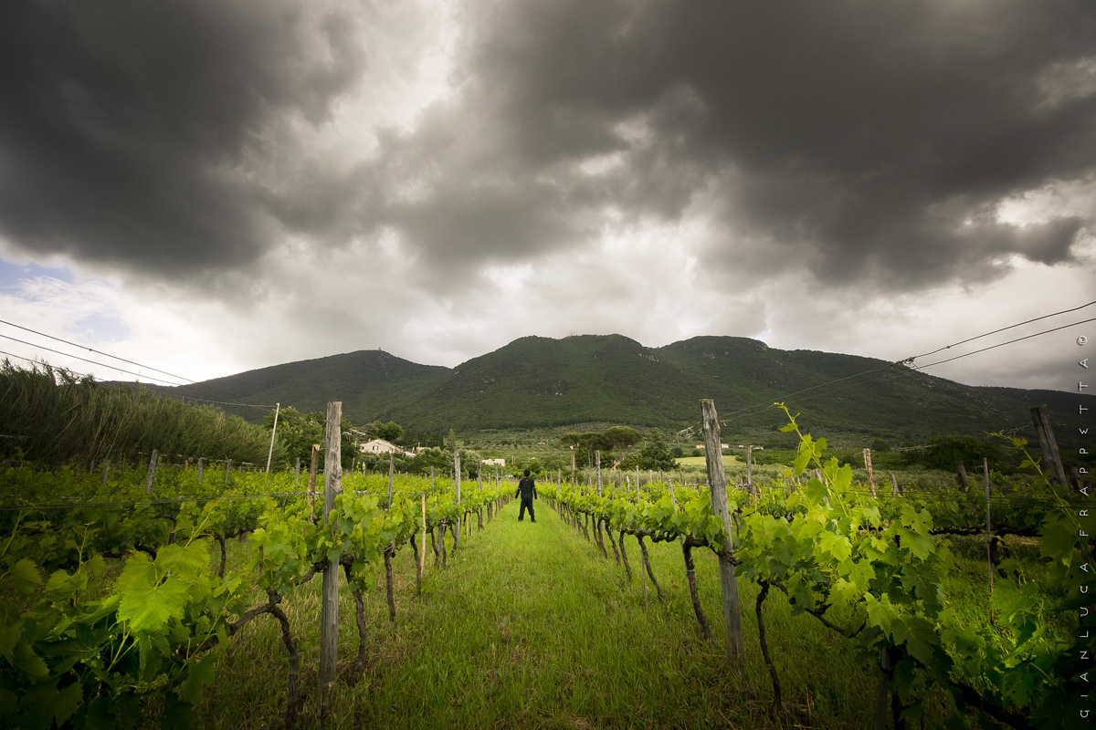 From the vineyard ...