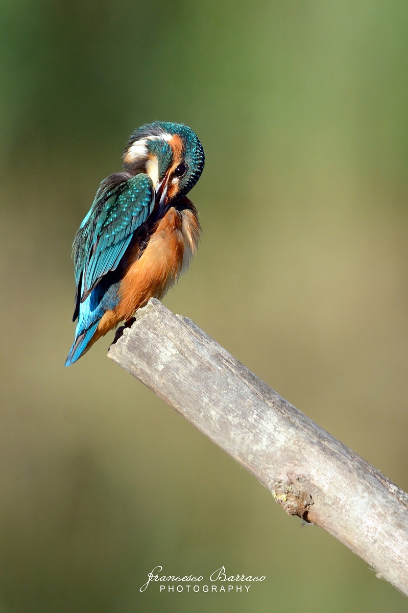 Kingfisher