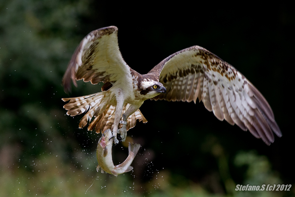 Osprey with fish