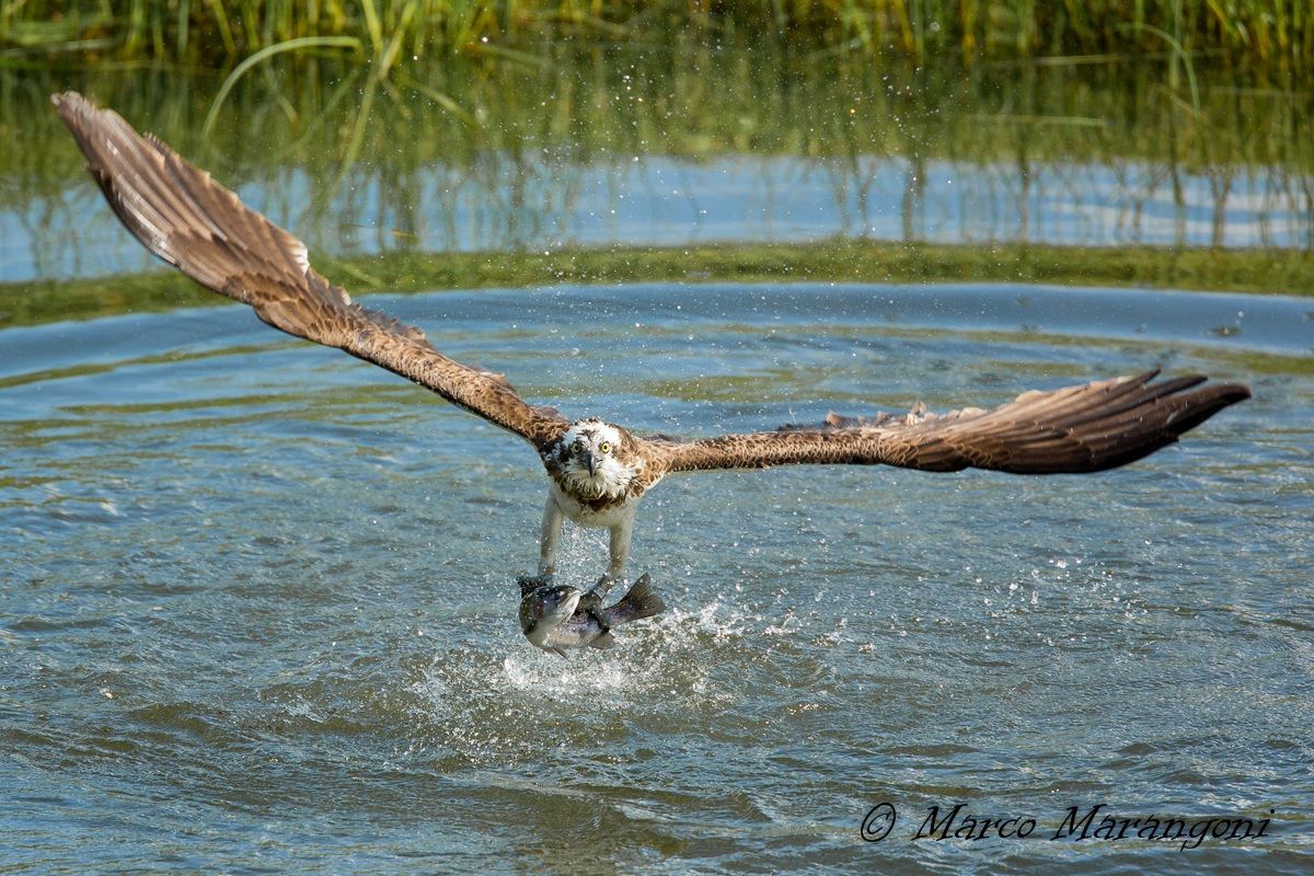 Osprey - Finland-August 2013
