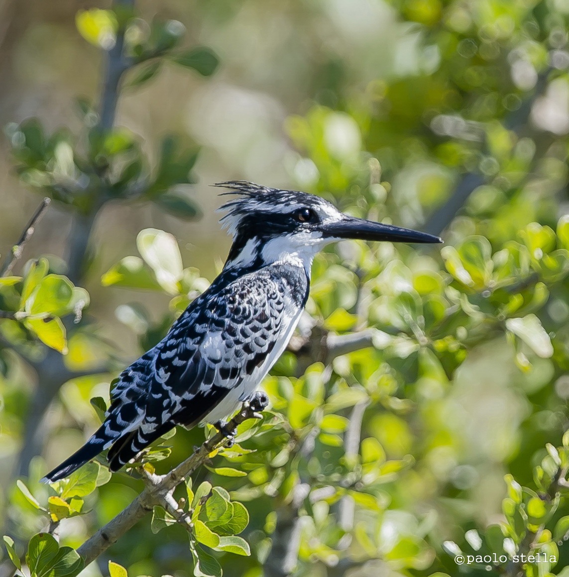 Pied Kingfisher